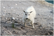 06 - Icefields Parkway (22) - Mountain Goat